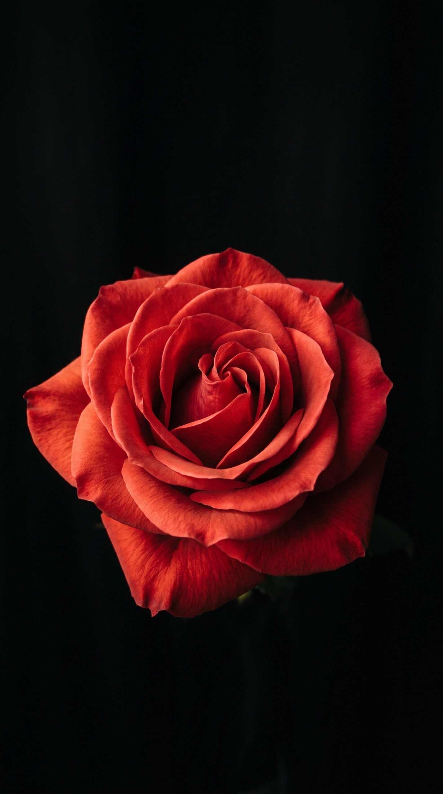 Velvet Rose Wallpaper